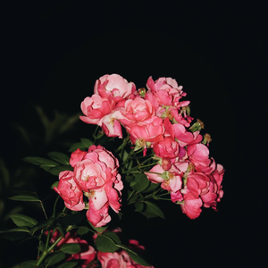 美女大逼被操视频
